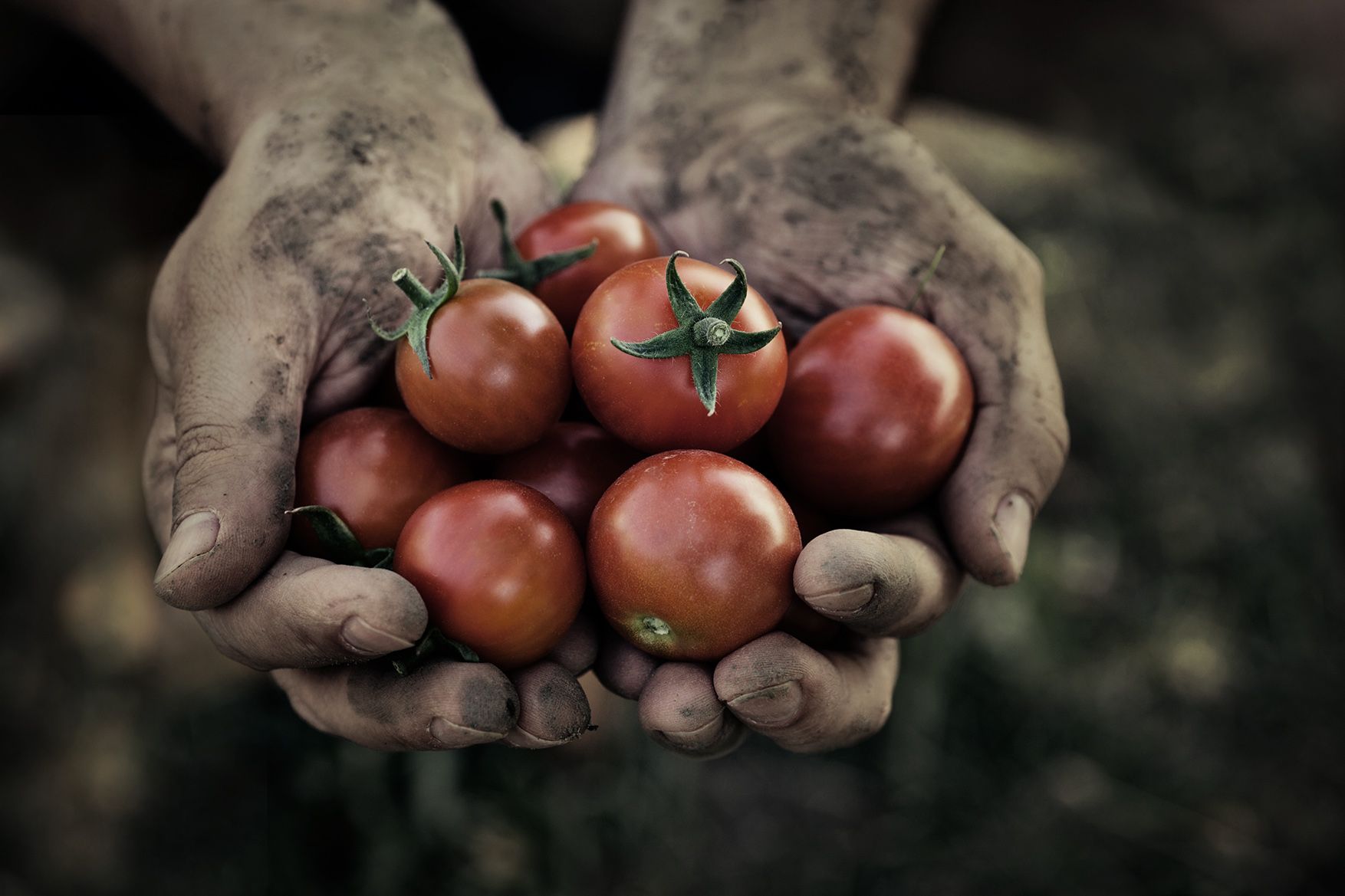 Horticultura, Humus-Spain